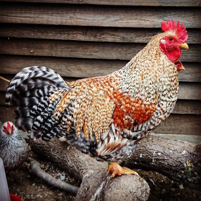 Венгерский великан порода кур петух