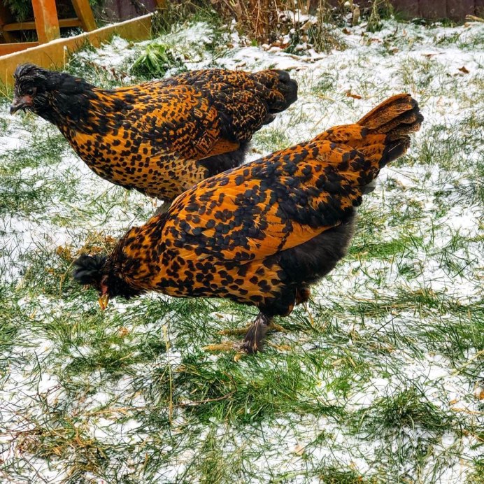 Пушкинская порода кур