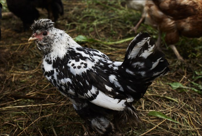 Загорская ситцевая курица