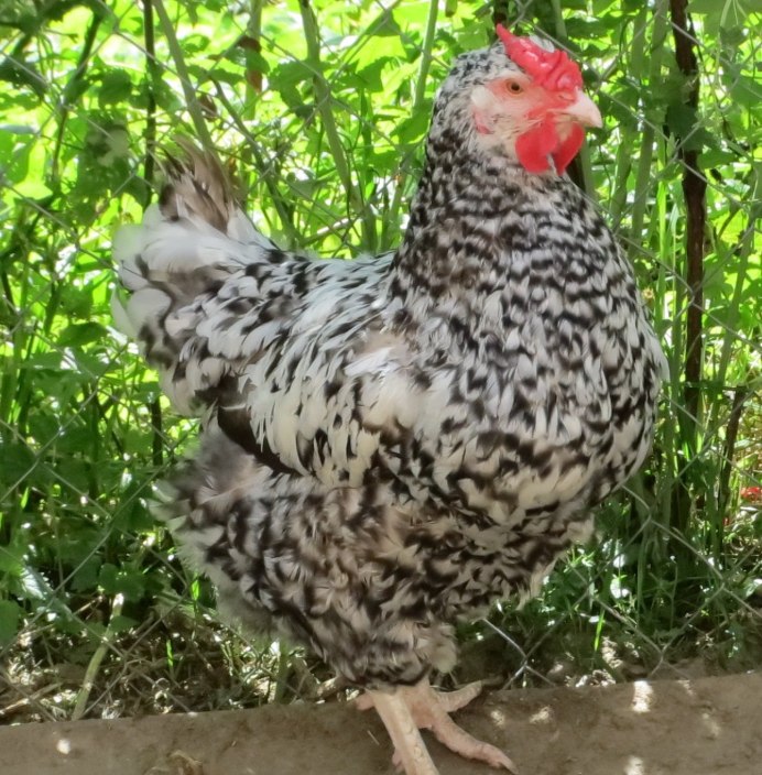 Виандот Сильвер Партридж