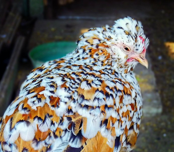 Ряба Курочка пеструшка