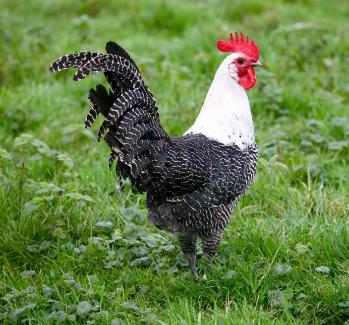 Виандот золотоокаймленный