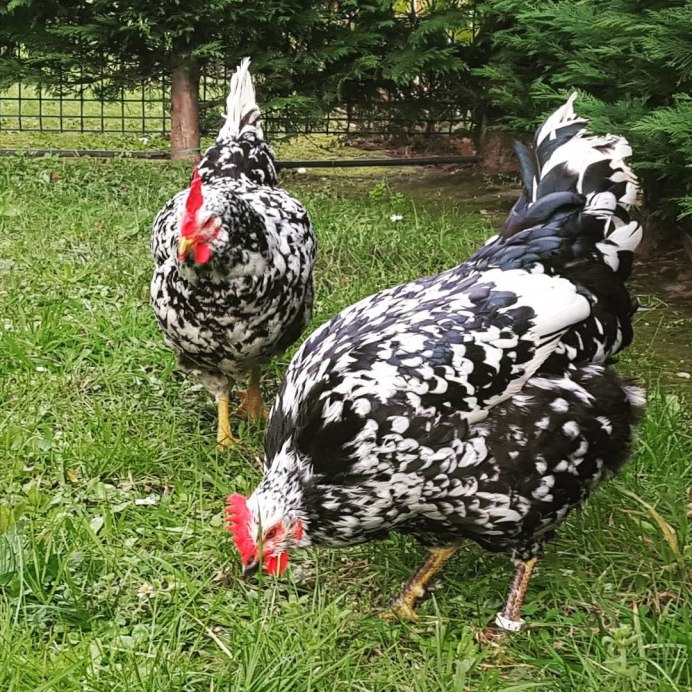 Курочка Ряба порода кур