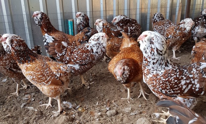 Бентамка крапчатый