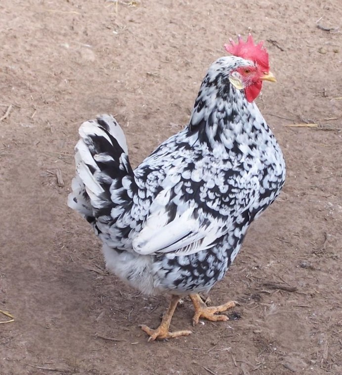 Австралорп пестрый