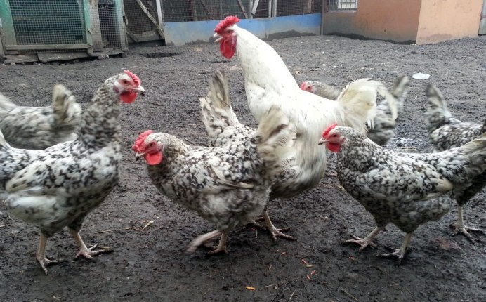 Маран кукушечный