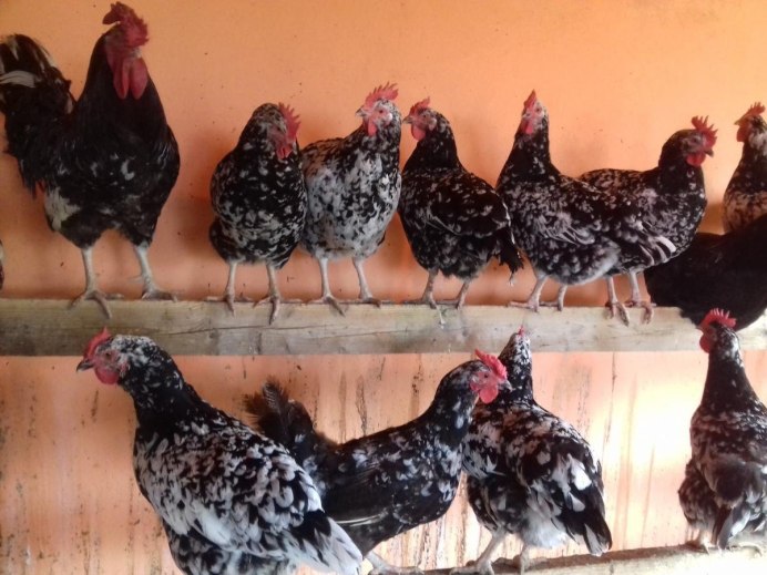 Куры Аппенцеллер шпицхаубен