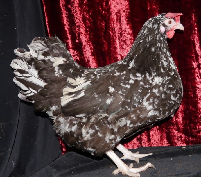 Куры пестрые черно белые порода
