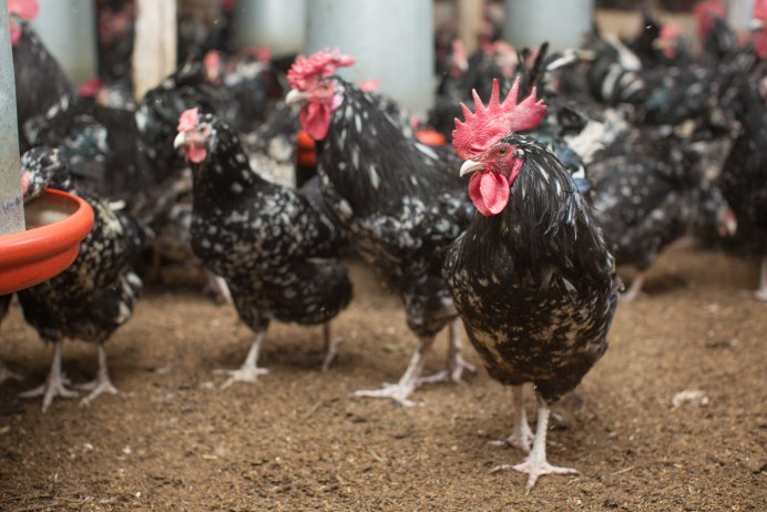 Аппенцеллер шпицхаубен