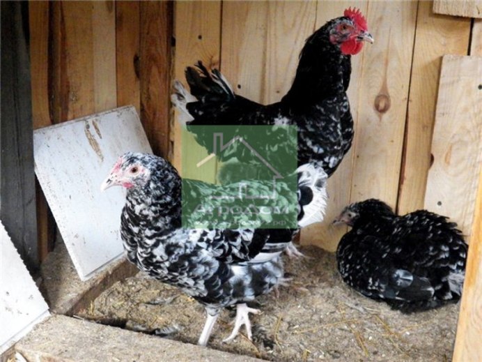Курочка Ряба порода курей