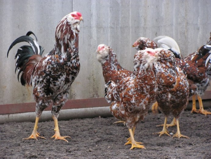 Полосатый плимутрок