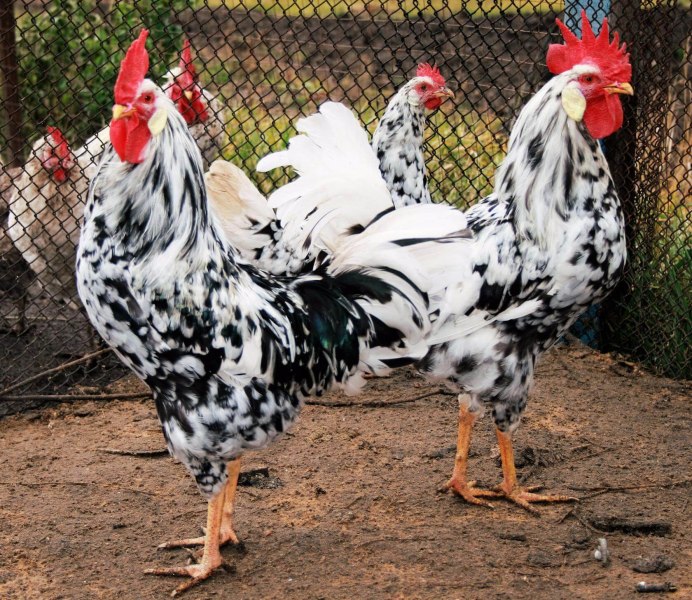 Куры Орпингтон парцеляновый