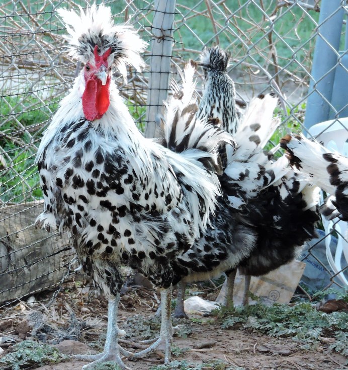 Леггорн пестрый далматинец