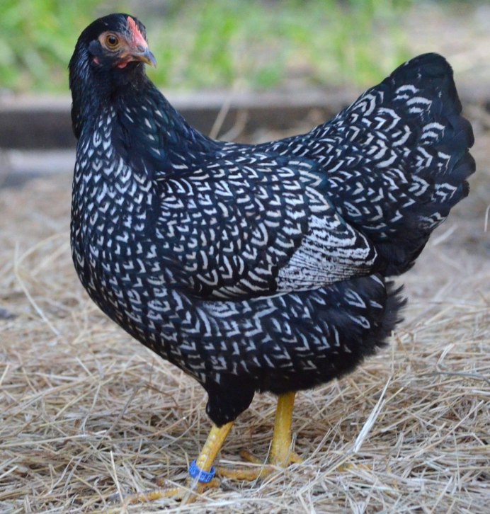 Аппенцеллер карликовый