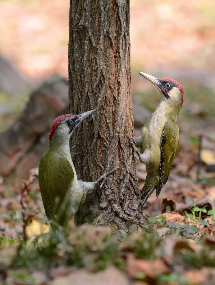 Melanerpes carolinus