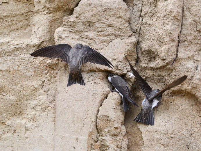 Hirundo Rustica птица
