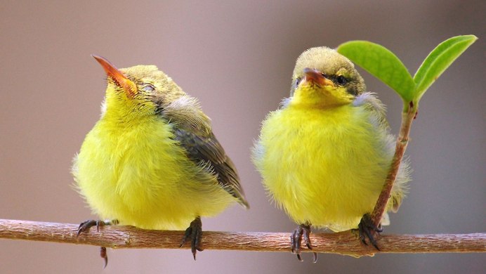 Маленькая желтая птичка