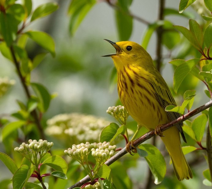 Зяблик зеленушка