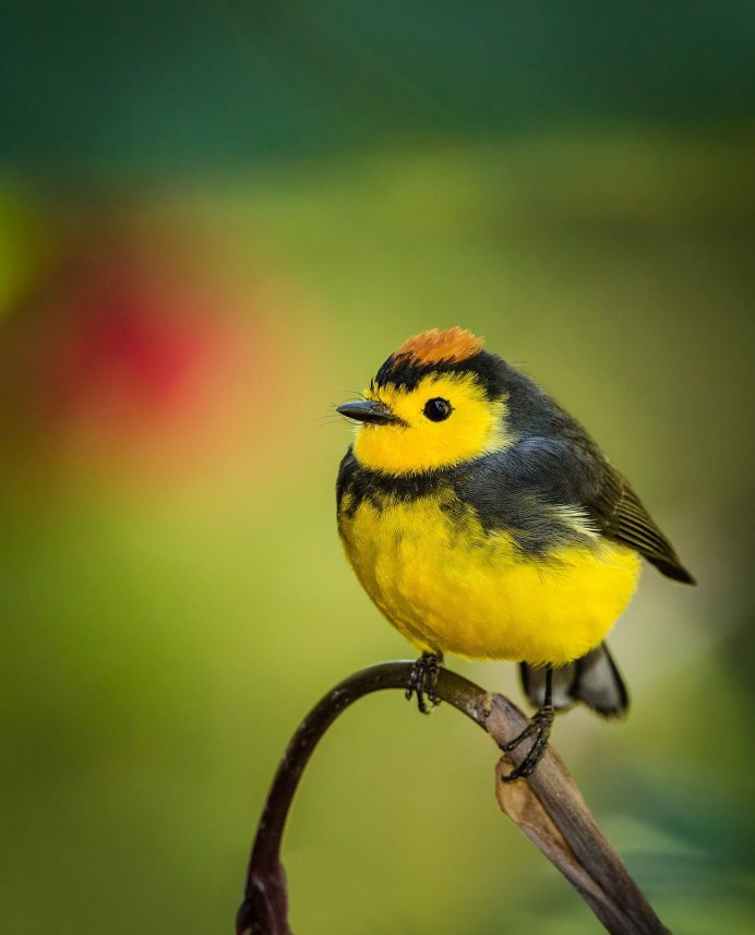 Обыкновенная зеленушка