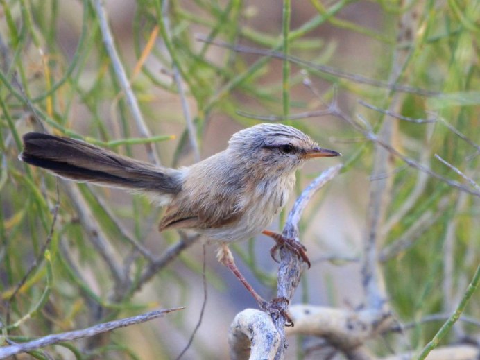 Серая птица с белой грудкой