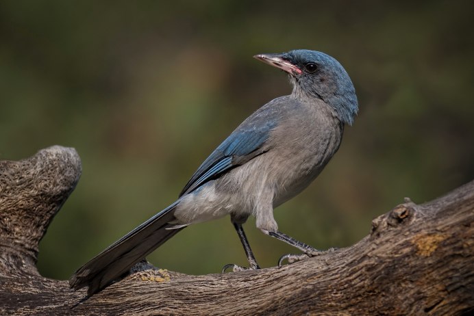 Длиннохвостая овсянка