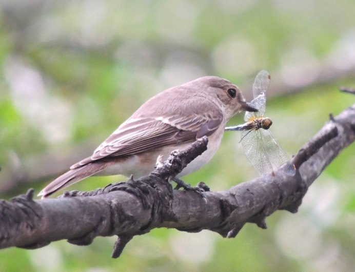 Серая Сойка птица