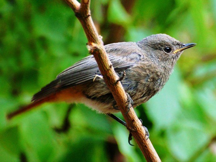 Хохлатая писта