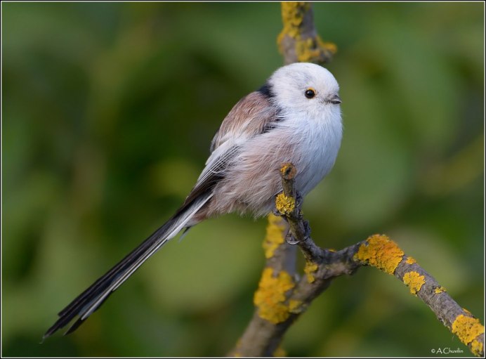 Горихвостка чечевица