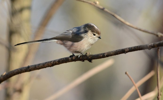 Обыкновенная горихвостка (Phoenicurus Phoenicurus)