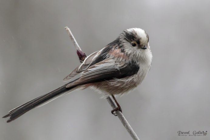 Белая Сойка