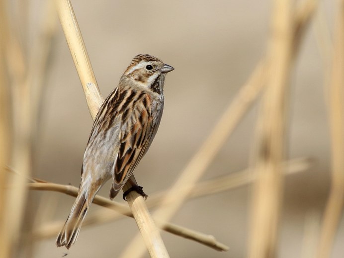 Картинка овсянка-Ремез (schoeniclus Rusticus)