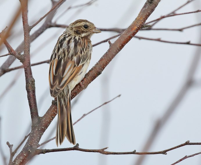 Картинка овсянка-Ремез (schoeniclus Rusticus)