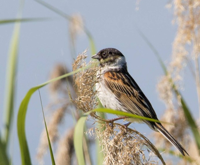 Овсянка, Камышовая, тростниковая (Emberiza schoeniclus)