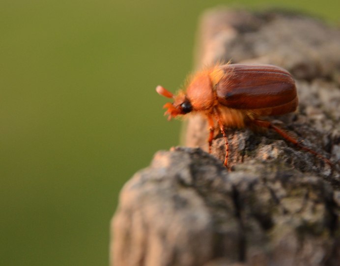 Oryctes nasicornis Polonicus