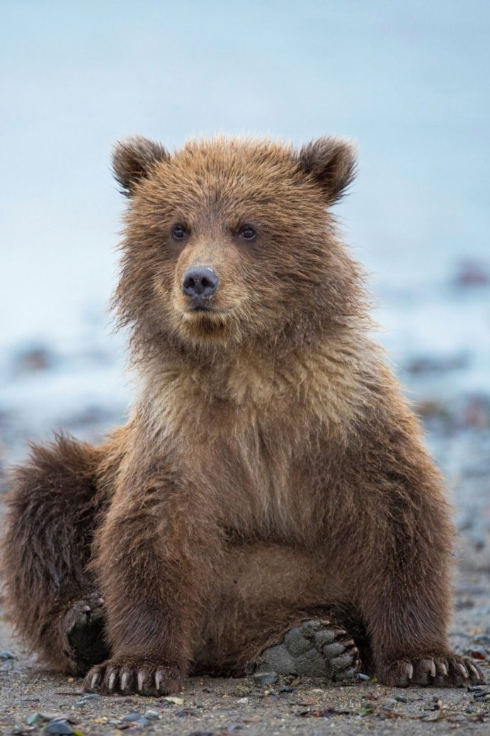 Медведь встал на дыбы