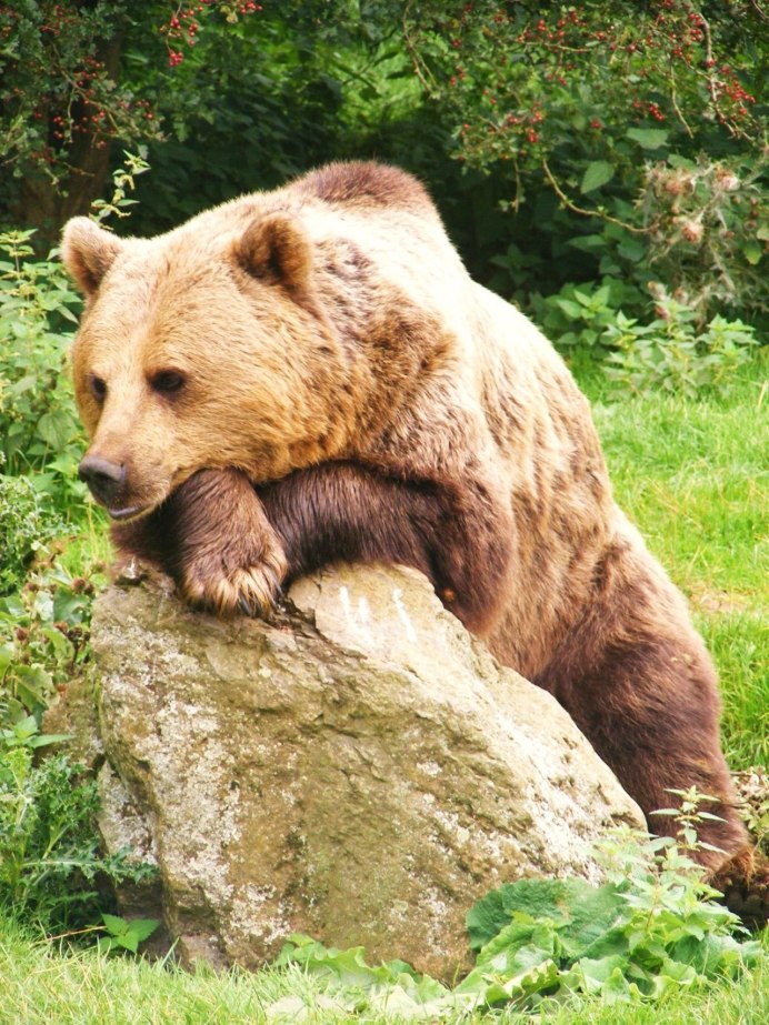 Медведь Гризли