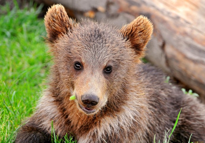 Симпатичный медведь