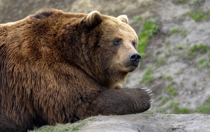 Калифорнийский бурый медведь