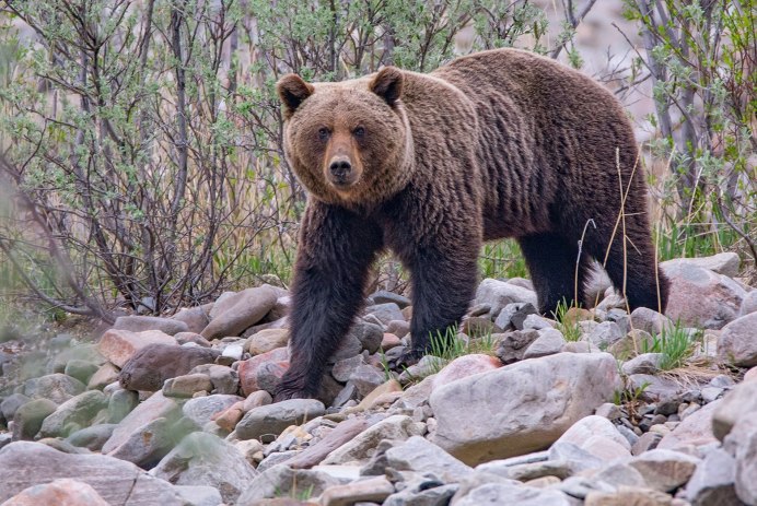 Медведь Гризли