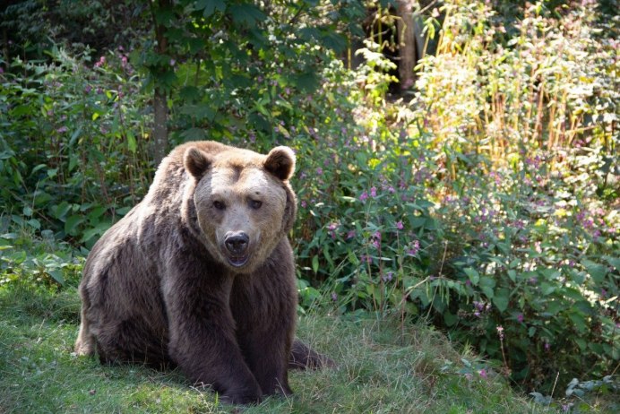 Медведь в малиннике