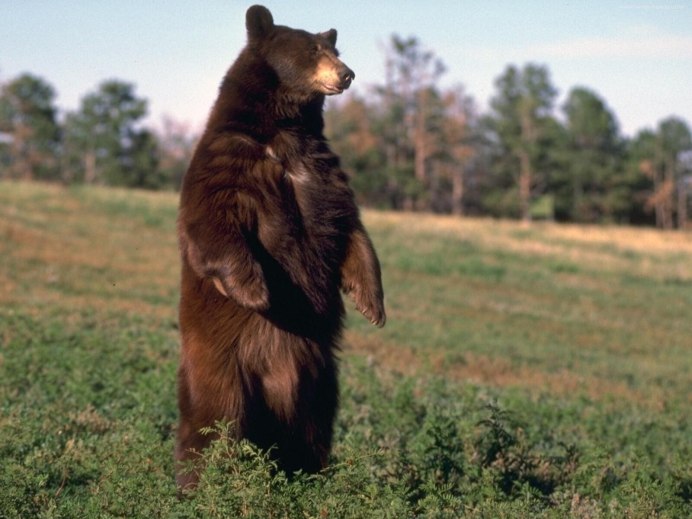 Барибал (Ursus americanus)