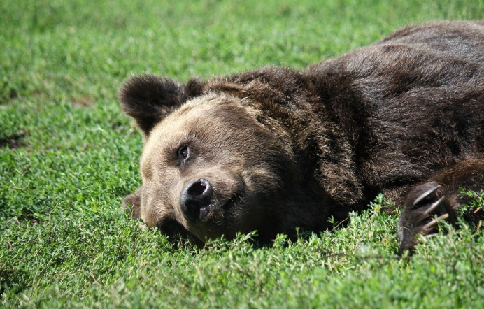 Медведь летом