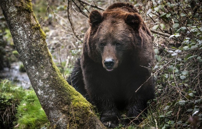 Альпийский бурый медведь