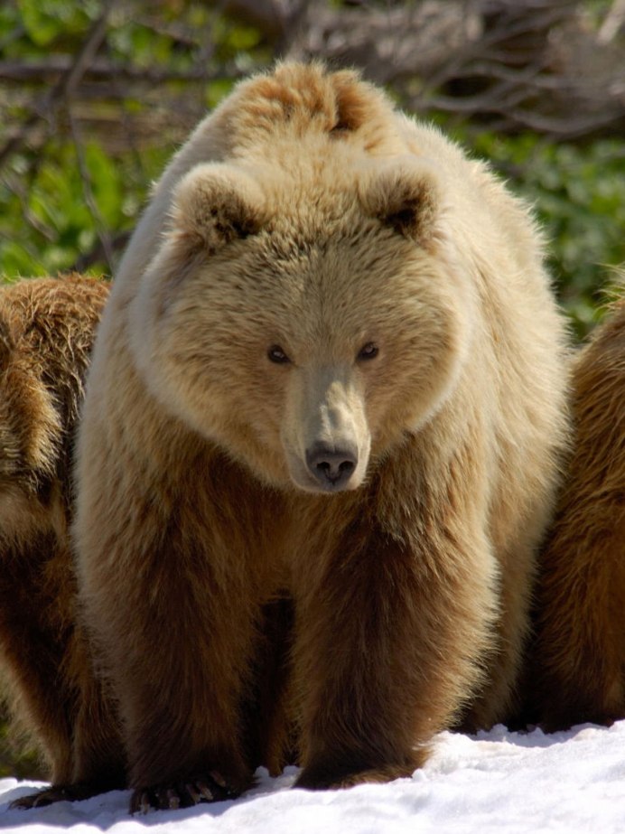 Бурый медведь Финляндия