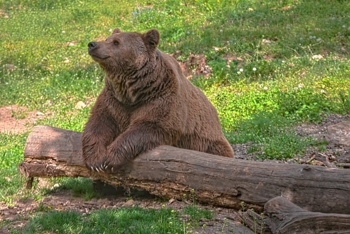 Медведица с медвежатами