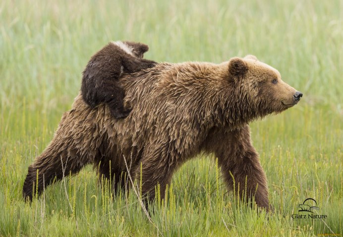 Маленькие бурые медвежата