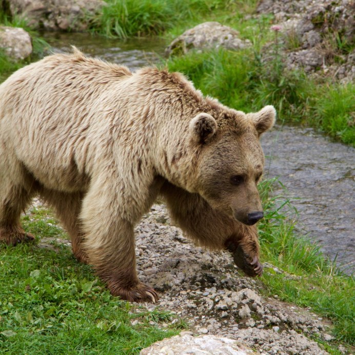Медведь на Поляне