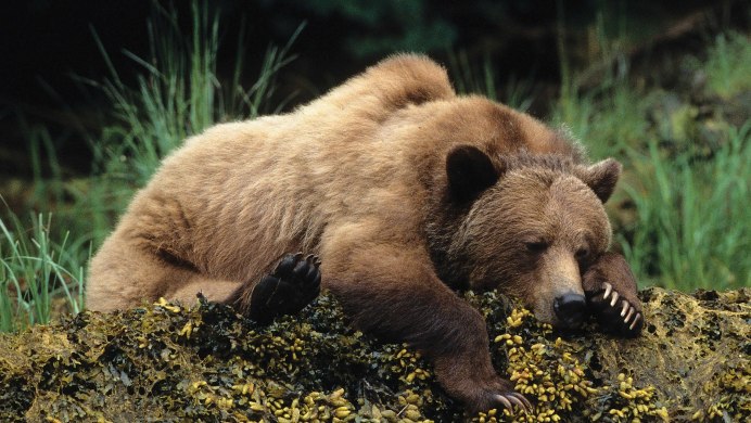 Сибирский бурый медведь