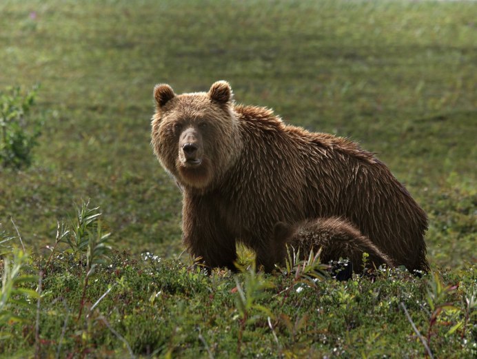 Бурый медведь (Ursus arctos)