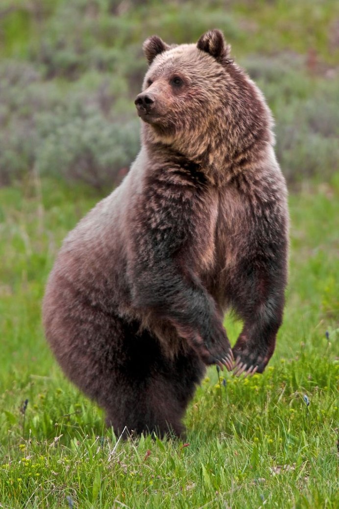 Кавказский бурый медведь
